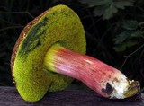 Boletus chrysenteron image