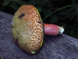 Boletus chrysenteron image