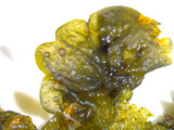Collema pulcellum image