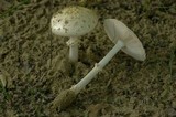Amanita multisquamosa image
