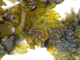 Collema pulcellum image