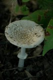 Amanita multisquamosa image