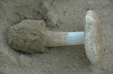 Amanita peckiana image
