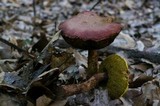 Boletellus russellii image