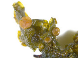 Collema pulcellum image