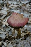 Boletellus russellii image