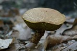 Boletellus russellii image