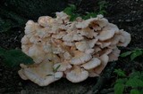 Laetiporus cincinnatus image
