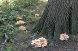 Laetiporus cincinnatus image