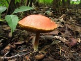 Boletus rubellus image