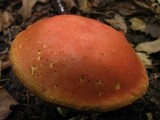 Boletus rubellus image