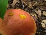 Boletus rubellus image