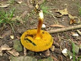 Boletus rubellus image