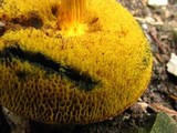 Boletus rubellus image