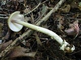 Amanita sect. Vaginatae image