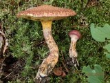 Suillus spraguei image