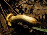 Leccinum rugosiceps image