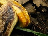 Leccinum rugosiceps image