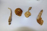 Amanita laurae image