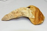 Amanita laurae image