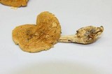 Amanita laurae image