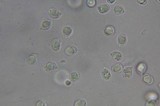 Amanita laurae image