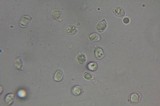 Amanita laurae image