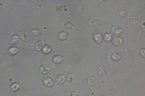 Amanita laurae image