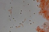 Amanita laurae image