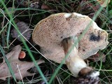 Tylopilus sordidus image