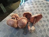 Leucoagaricus americanus image