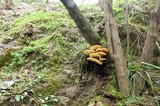 Flammulina mexicana image