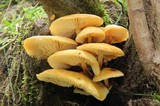 Flammulina mexicana image