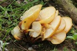 Flammulina mexicana image