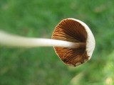 Conocybe apala image