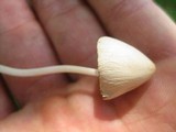 Conocybe apala image