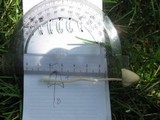 Conocybe apala image