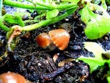 Psilocybe subaeruginascens image