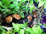 Psilocybe subaeruginascens image