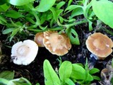 Psilocybe subaeruginascens image