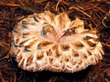Sarcodon imbricatus image