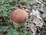 Boletus subcaerulescens image