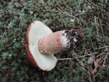 Boletus subcaerulescens image