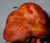 Russula mutabilis image