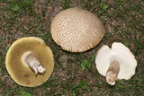 Boletus variipes image