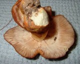 Russula mutabilis image