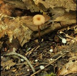 Entoloma roseum image