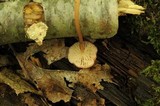 Entoloma roseum image