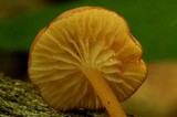 Entoloma roseum image