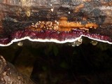 Earliella scabrosa image
